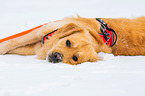 lying Golden Retriever