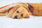 lying Golden Retriever