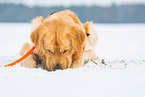 lying Golden Retriever