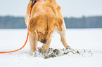 digging Golden Retriever
