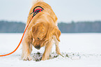 digging Golden Retriever