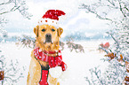 Golden Retriever Portrait