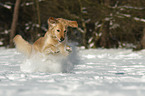 Golden Retriever in the snow