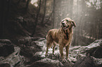 standing Golden Retriever