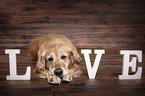 lying Golden Retriever