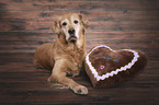lying Golden Retriever