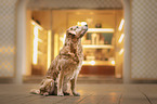 sitting Golden Retriever