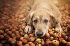 lying Golden Retriever