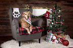 lying Golden Retriever