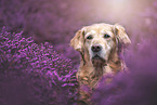 Golden Retriever Portrait