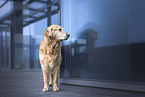 standing Golden Retriever