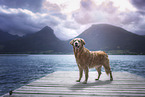 standing Golden Retriever