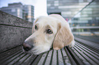 lying Golden Retriever