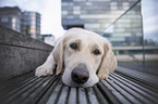 lying Golden Retriever