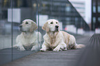 lying Golden Retriever