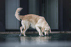 drinking Golden Retriever