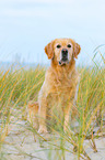 sitting Golden Retriever