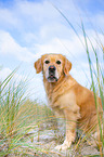 sitting Golden Retriever