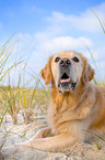 lying Golden Retriever