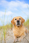 lying Golden Retriever