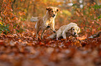 2 Golden Retriever