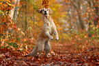 playing Waeller Sheepdog