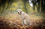 young Golden Retriever