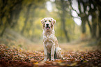 young Golden Retriever