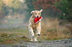 running Golden Retriever