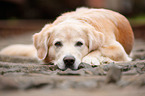lying Golden Retriever