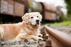lying Golden Retriever