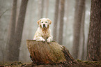 lying Golden Retriever