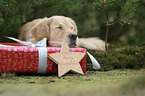 sleeping Golden Retriever