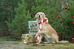 sitting Golden Retriever