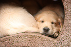 Golden Retriever Puppies