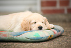 Golden Retriever Puppy