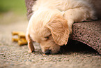 Golden Retriever Puppy