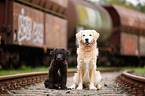dogs