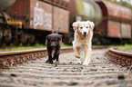 dogs