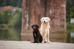 dogs