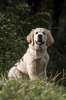 Golden Retriever Puppy