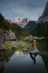 Golden Retriever in summer