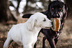 2 dogs