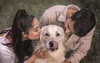 male Golden Retriever