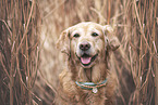 female Golden Retriever