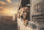female Golden Retriever