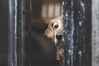 female Golden Retriever