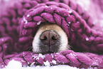 Golden Retriever nose