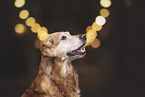 female Golden Retriever