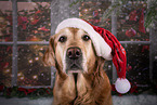 female Golden Retriever